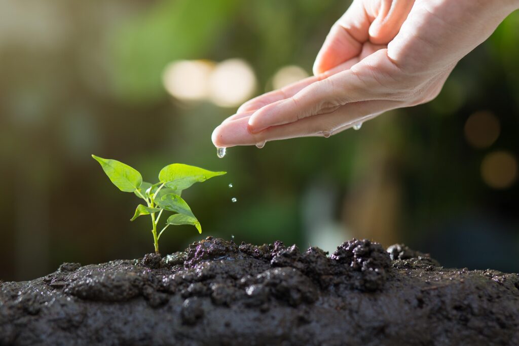 soil-8080788_1920