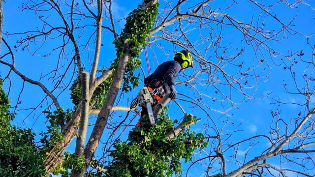 Tree_Surgeons_Leeds_01