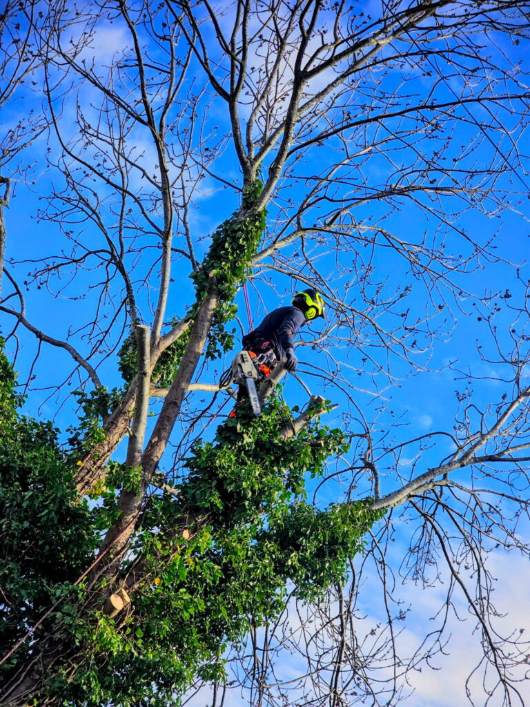 Tree_Surgeons_Leeds_01